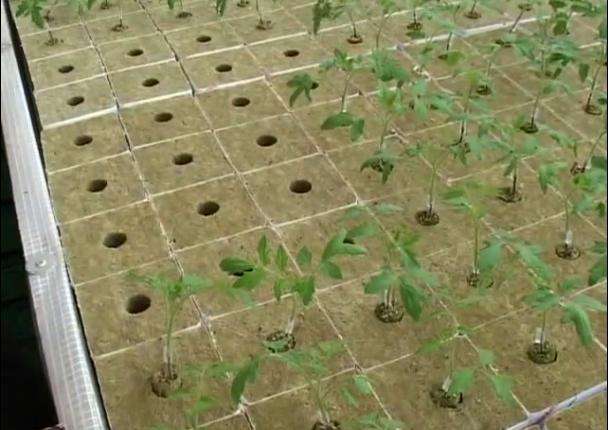 كتل الصوف الصخري